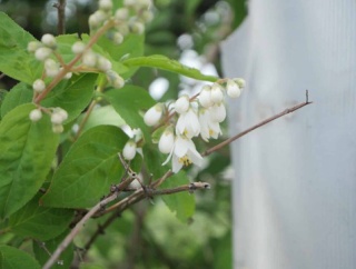 今年も高槻市の花　うの花が咲いてきた　2026年5月2日時点