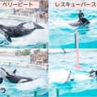 人間模様ならぬシャチ模様 ラビーの現在の悩みや育児を手伝うララ 鴨川シーワールド サメ シャチ好き集まれ情報局