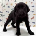 新しいわんちゃんの紹介です🐶