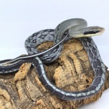 『【新入荷】ボールパイソン、ベトナムスジオ、オオミズヘビ』の画像