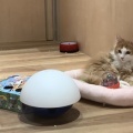 猫ちゃん紹介♪