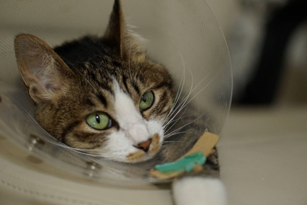 ねことアパートと1人暮らし～とらやんとおらと～ - 猫のケージ飼い