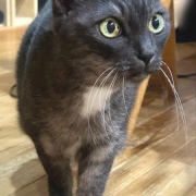 姉の家の猫が甘えてくれた話と名古屋でのランチ