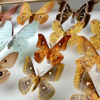 ヤママユガの展翅 : Insect trails