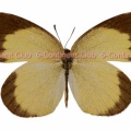 ホシボシキチョウ♀ (ラオス) Eurema brigitta fruhstorferi
