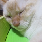 だいちゃんとはなちゃんの猫日記