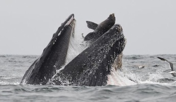 【悲報】イワシを食っていたクジラ、間違ってアシカを食ってしまう
