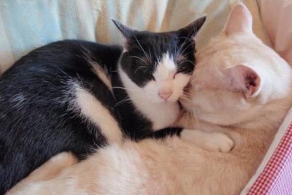 ねこ 猫 ネコ好きは とまらニャィッ♪