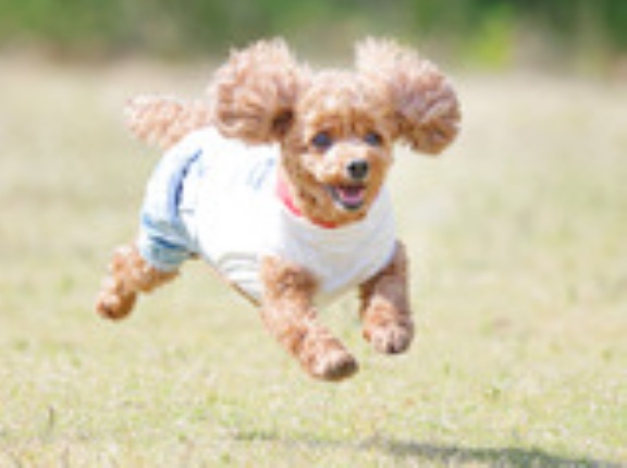 5-14-3　河内　アンジュちゃん　10歳　南あわじドッグラン・飛行犬撮影所にて