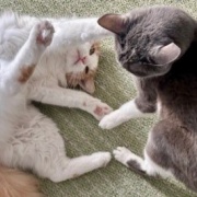 日向ぼっこからじゃれ合いへ。どちらが勝った？