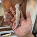 新着生体！ホワイトノーザン降臨!!その他レオパ・カエル多数！