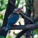 コウハシショウビン（Stork-billed Kinfisher）