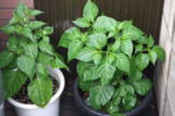 もも蔵の大四畳半日誌 ハバネロ栽培