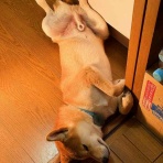 風太通信～柴犬風太の日記帳