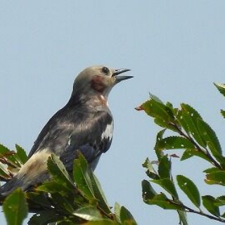 Tokyo_wildbirdpark_blog