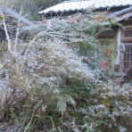 有機無農薬栽培茶　国友農園