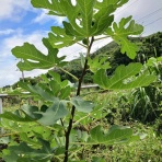 ちゅら島発 モーモーとおしゃべり