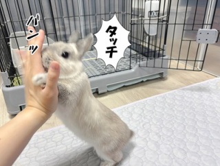 うさぎのルリとハムスターのプリン(12/2追記)