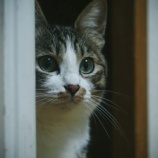 『近所の猫と遊ぶ。』の画像