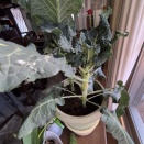 ブロッコリー🥦