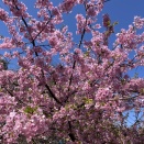 令和８年３月３日こもれびユニットのひな祭り「イチゴ大福作り」