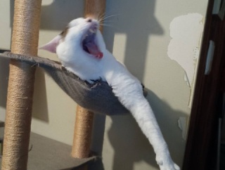 黄色い粉舞う季節きた？と、水色水彩な玉つくりました。