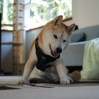 シニア犬にフローリングはねぇ…