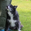 【犬のいる暮らし】６０歳からはやりたい放題だけどね♪
