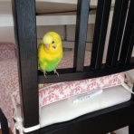 チョビゆきの毎日