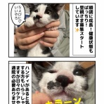しゃーねこ家のblog