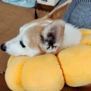 ポンデ…ネムネム