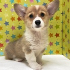 『新しいわんちゃんの紹介です🐶』の画像