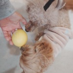 元保護犬 マルチーズとトイプードルの記録♪