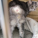 命拾いしたグレ猫くん