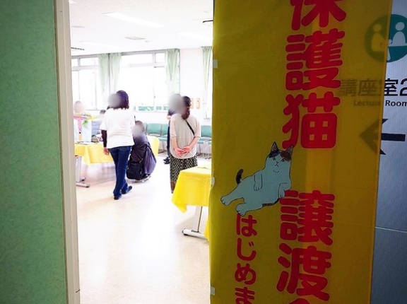 昨日は秘密結社ねこのひげ譲渡会♪