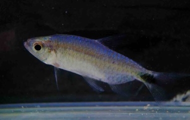 『12月16日(土)熱帯魚入荷情報⚡️』の画像