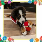 ペットショップ ワンラブ Coaska Bayside横須賀店のスタッフブログ