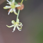 青い郊外の空の下・黄色と緑のセロファンの花たち