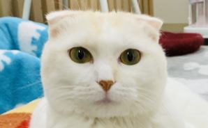 見ていて飽きないニャンコの様子