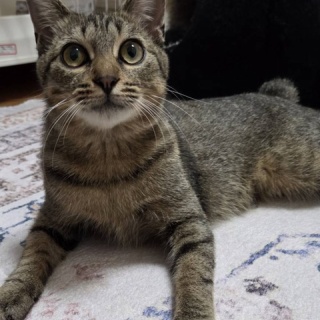 募集猫たち