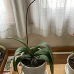 ひでじの手作りオーディオ