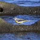 多摩川のキセキレイ　キセキレイ 012