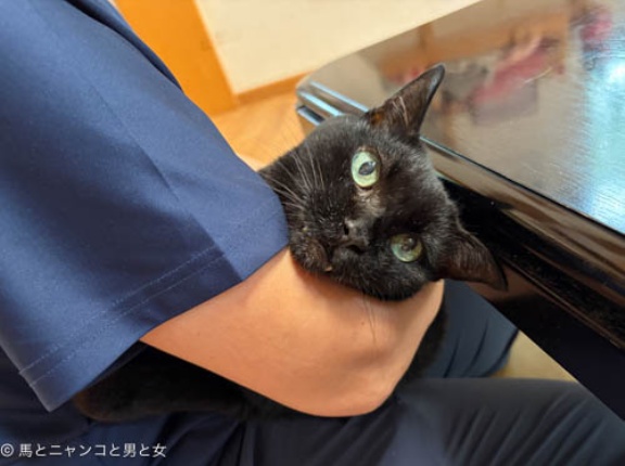ひと鳴き