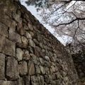 松坂城跡の桜