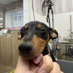 岐阜市 ペットショップワンラブ ペットプラザ岐阜店スタッフブログ