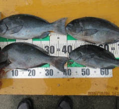 今日の釣果です！！