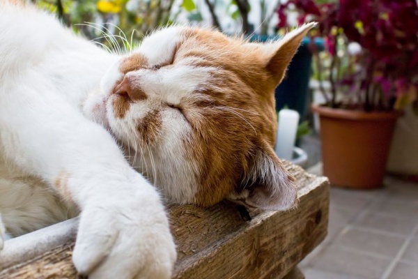 かわいい猫の写真館
