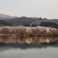 水鏡の大堤、北山桜公園、長谷堂城枝垂桜