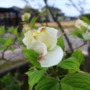 ピストンと周回