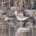 2026年10月17日の野鳥公園